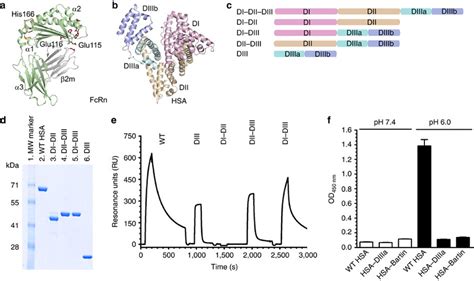 Domain Architecture Of HSA And HFcRn Binding Properties Of HSA Hybrid