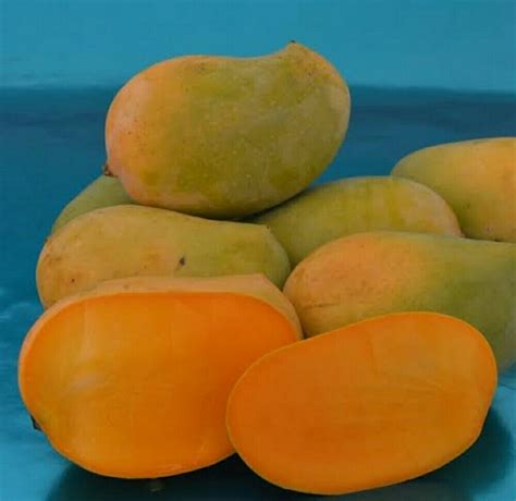 JAYDASARAMFARM Yellow Organic Kesar Mango Carton Packaging Size 10