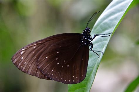 Mariposa Vistoso Insecto Foto Gratis En Pixabay Pixabay