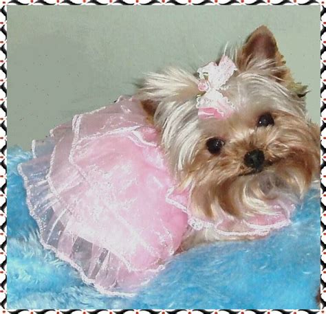 Little Mimi | Modern Dog magazine