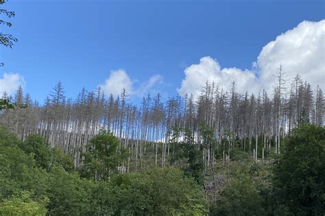 The Green Magic: Getting Lost in Enchanting Forests of Germany - Howl Movie