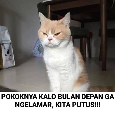 Meme Kucing Pengin Dihalalin Lucu Menggelitik