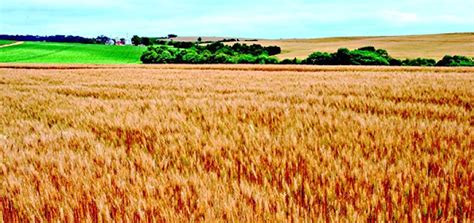 PRODUÇÃO DE TRIGO NO PARANÁ AgroNovas