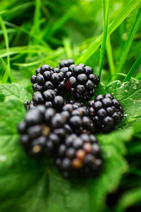 Berries Blackberries Leaves Free Photo On Pixabay Pixabay