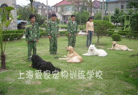 上海训犬基地 上海狗学校 上海训狗 上海宠物训练 上海宠物培训 上海爱家宠物训犬学校