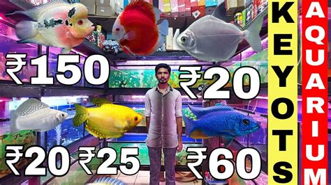 Cheapest Aquarium Fish Price Shop In Kurla Wholesale Aquarium Fish