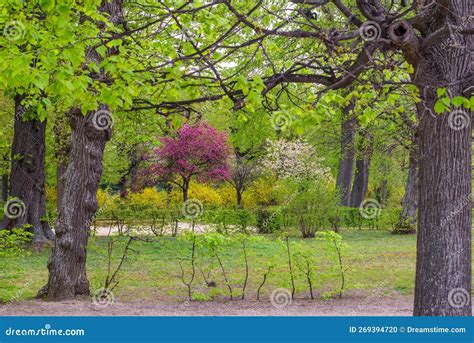 Flowering Trees in the Garden of the Baroque Schönbrunn Palace in Early