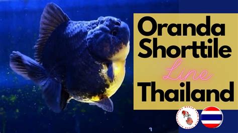 IKAN KOKI ORANDA SHORTTILE BLACK AND GOLD RARE LINE THAILAND SHOGUN