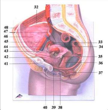 Female Pelvis Diagram Quizlet