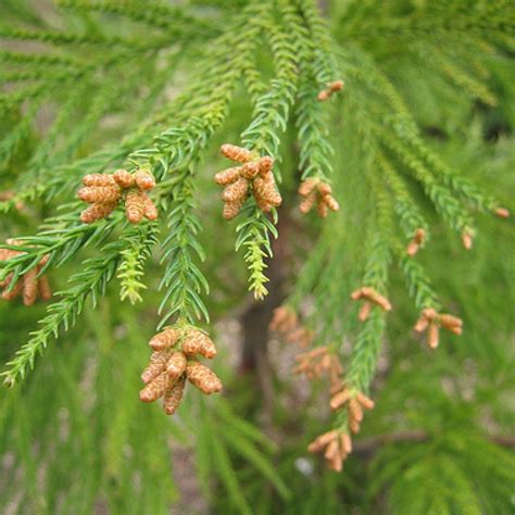 Japanese Cedar Cryptomeria Japonica 50 Seeds