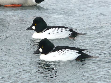 Toronto Wildlife - More Common Goldeneye Ducks