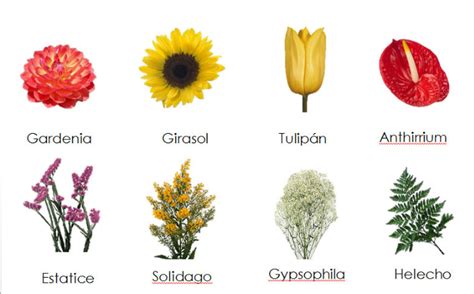 Imagenes De Flores Con Nombres Nombres De Flores Flores Nombres Y Fotos Tipos De Flores