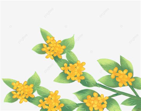 Osmanthus Branches Osmanthus Fragrans Tree Branch Plant Png