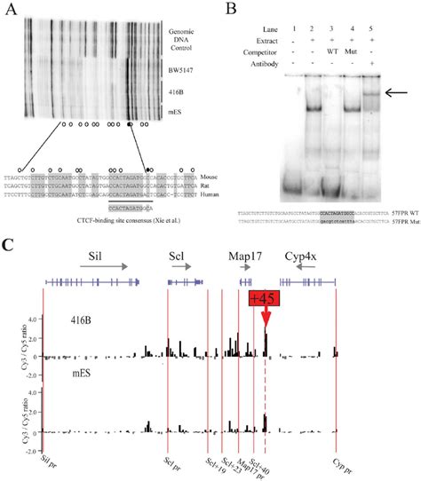 In Vivo Binding Of CTCF To 57FPR Sequence In Haematopoietic Progenitor