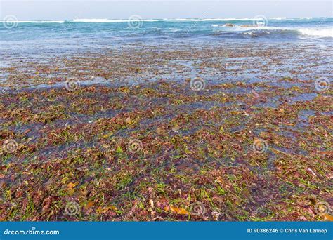 Seaweed On Marine Plants, Underwater Photo Of Tropical Seashore. Mossy ...