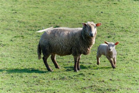 Sheep Livestock Prairie Free Image Download