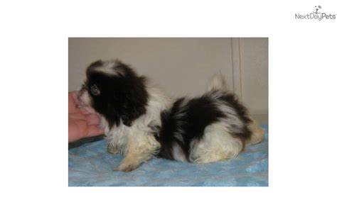 Meet Male A Cute Pekingese Puppy For Sale For 475 Beautiful Dark