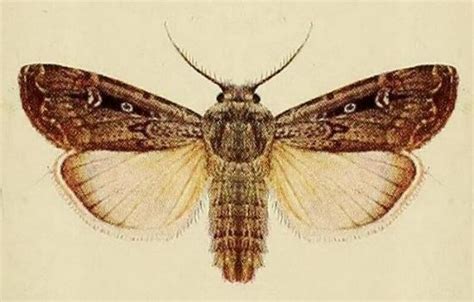 Bogong Moth Alchetron The Free Social Encyclopedia