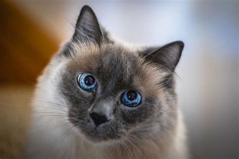 14 Top Cat Breeds From Asia