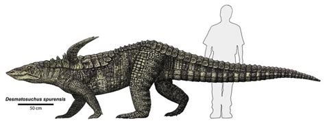 Desmatosuchus - Wikipedia, the free encyclopedia | Crocodiles ...