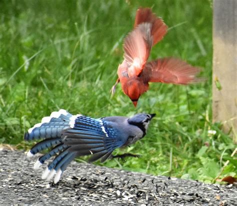 Psbattle These Birds Fighting Over Sunflower Seeds R Photoshopbattles