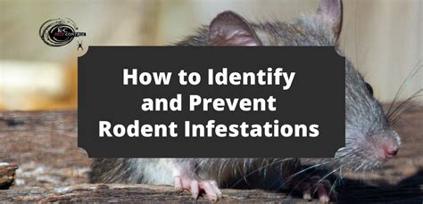 How To Identify And Prevent Rodent Infestations Kandc Pest Control How To Identify And Prevent