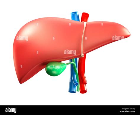 Liver And Gallbladder Hi Res Stock Photography And Images Alamy