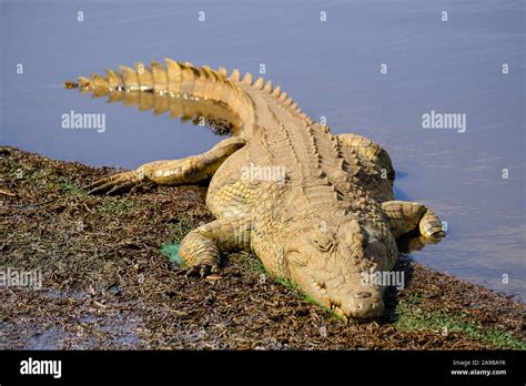 Cocodrilo Del Nilo Crocodylus Niloticus Safari Fotograf As E Im Genes