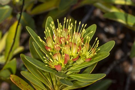 Xanthostemon Aurantiacus Myrtaceae Image 244673 At PhytoImages Siu Edu