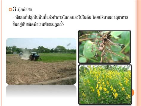 Ppt ปุ๋ย Fertilizers Powerpoint Presentation Free Download Id5601957