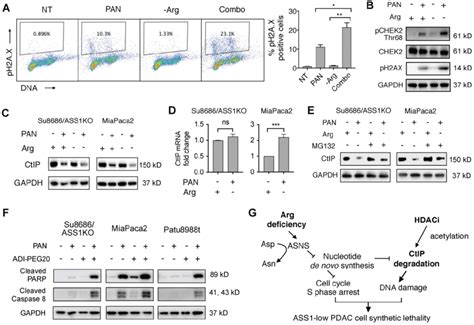 Hdac Inhibition Induces Dna Damage And Causes Synthetic Lethality In