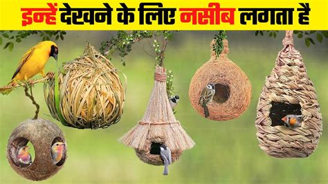 तजमहल भ फल ह इस घसल क समन Most Beautiful Bird Nests in the