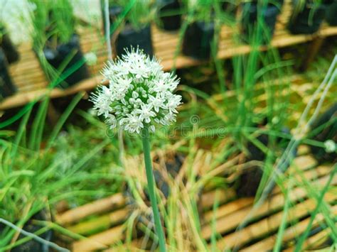 Cultivo De Flores De Alho Em Estufa Foto De Stock Imagem De Fazenda