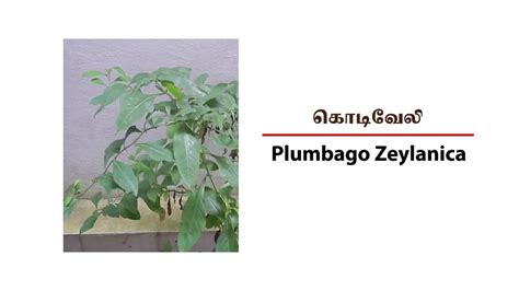 சாதாரண நோய் முதல் புற்று நோய் வரை அனைத்து நோய்களையும் கட்டுப்படுத்தக்