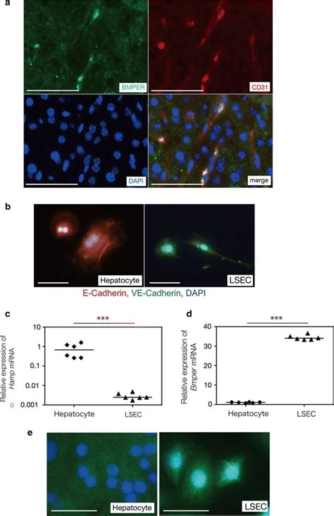 Liver Sinusoidal Endothelial Cell Specific Bmper Expression