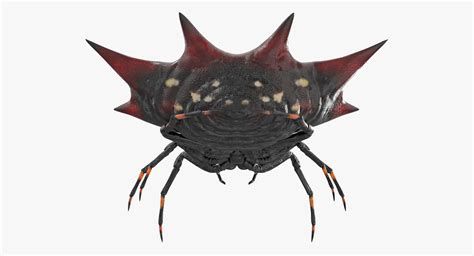 Spiny Orb Weaver Spider Rigged For Cinema D Model D Model D