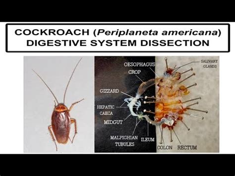 Dissection Of Digestive System Of Cockroach Periplaneta Americana