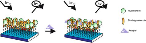 Schematic Representation Of A Fluorescent Self Assembled Monolayer Download Scientific Diagram