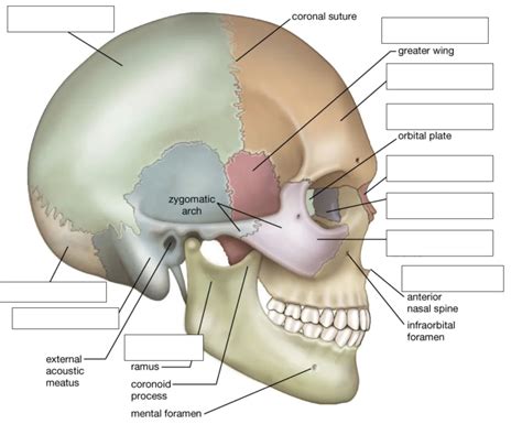 Skull Lateral Diagram Quizlet