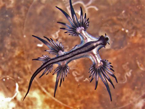 Boredpandaphography Top 10 Beautiful Photography Glaucus Atlanticus