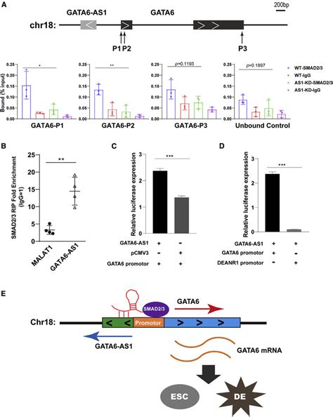 Gata As Interacts With Smad And Regulates Gata Transcription