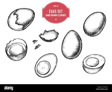 Vector Collection Of Hand Drawn Black And White Eggs Stock Vector Image