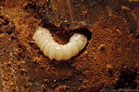 Mountain Pine Beetle Larvae