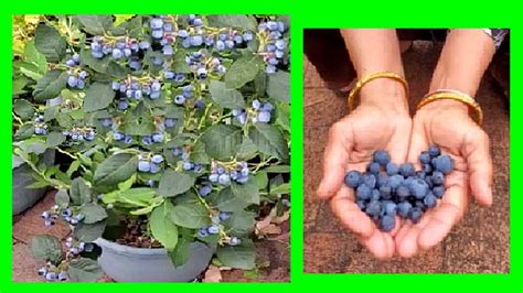 How To Grow Blueberries In Containers At Home Youtube