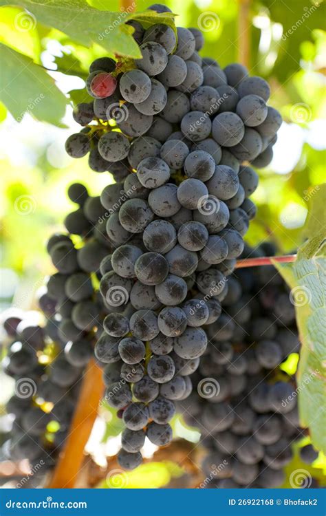 Fresh Organic Grapes in a Vineyard Stock Photo - Image of plant, wine ...