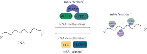 The Dynamic And Reversible Processes Of M6a Methylation M6a Rna Download Scientific Diagram