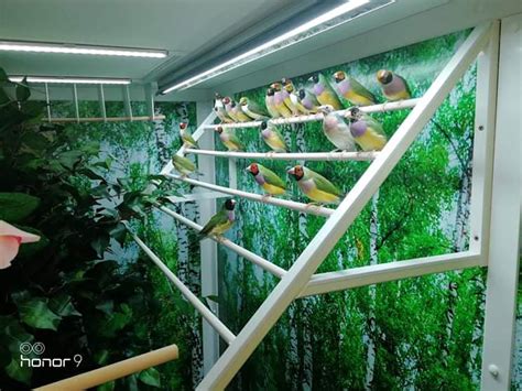 Part Our New Gouldian Aviarium Planet Aviary