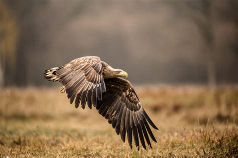 Eagle Sighted In Wales Over 150 Years Since Extinction World Birds