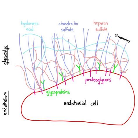 The Endothelial Glycocalyx RK MD