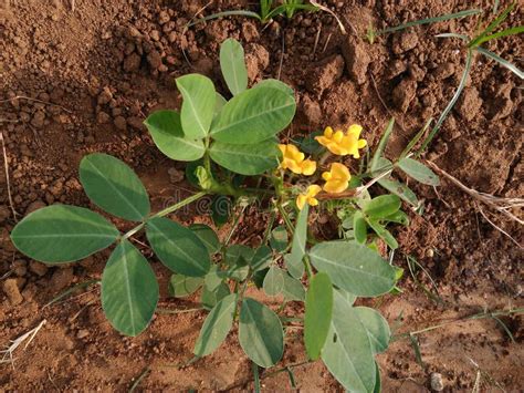 Mysterious Groundnut Plant. Stock Image - Image of scientific ...